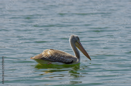 Pelicans catching fish near Lake Hora, Ethiopia- February 2019