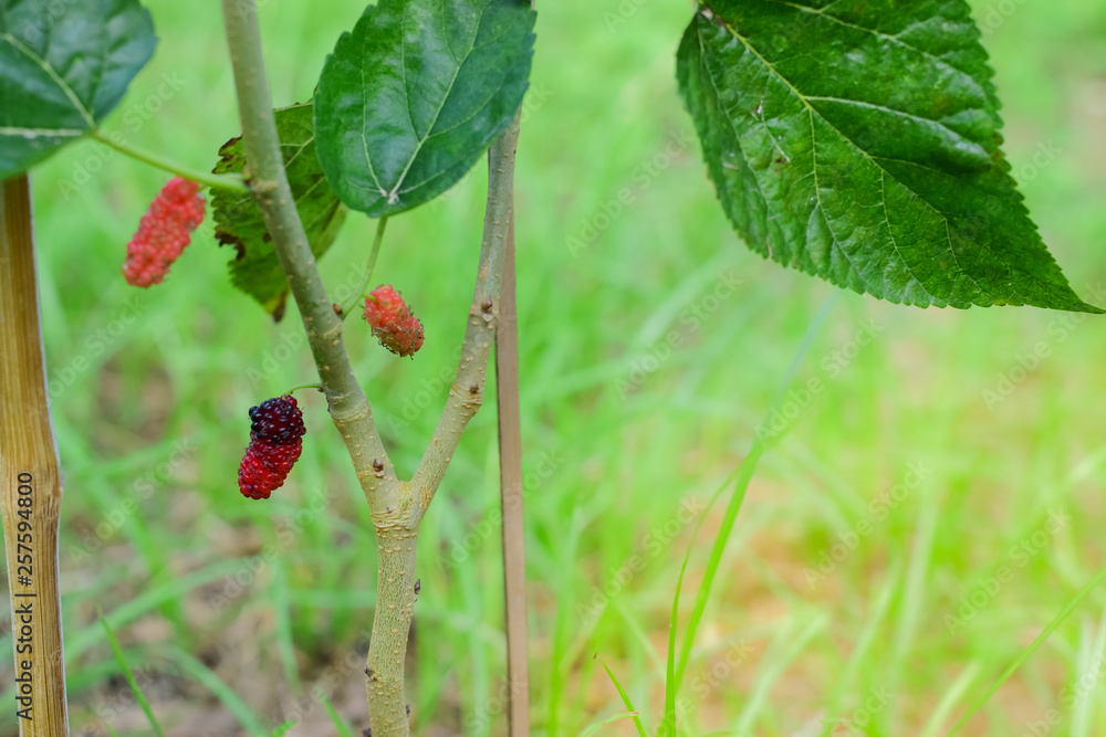 Fresh Mulberry fruits on tree, ..Mulberry with very useful for the treatment and protect of various diseases. ..Organic fresh, ripe fruit. Fresh Mulberry fruits on tree, ..Mulberry with very useful for the treatment and protect of various diseases. ..Organic fresh, ripe fruit.