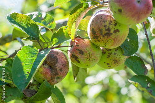 Fotografie apple scab disease
