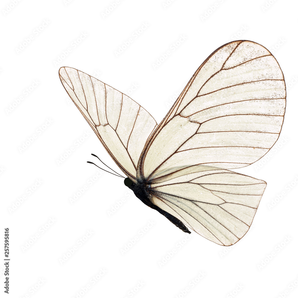Obraz premium Beautiful white butterfly