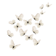 Beautiful white butterfly