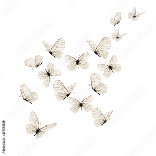 Beautiful white butterfly © thawats