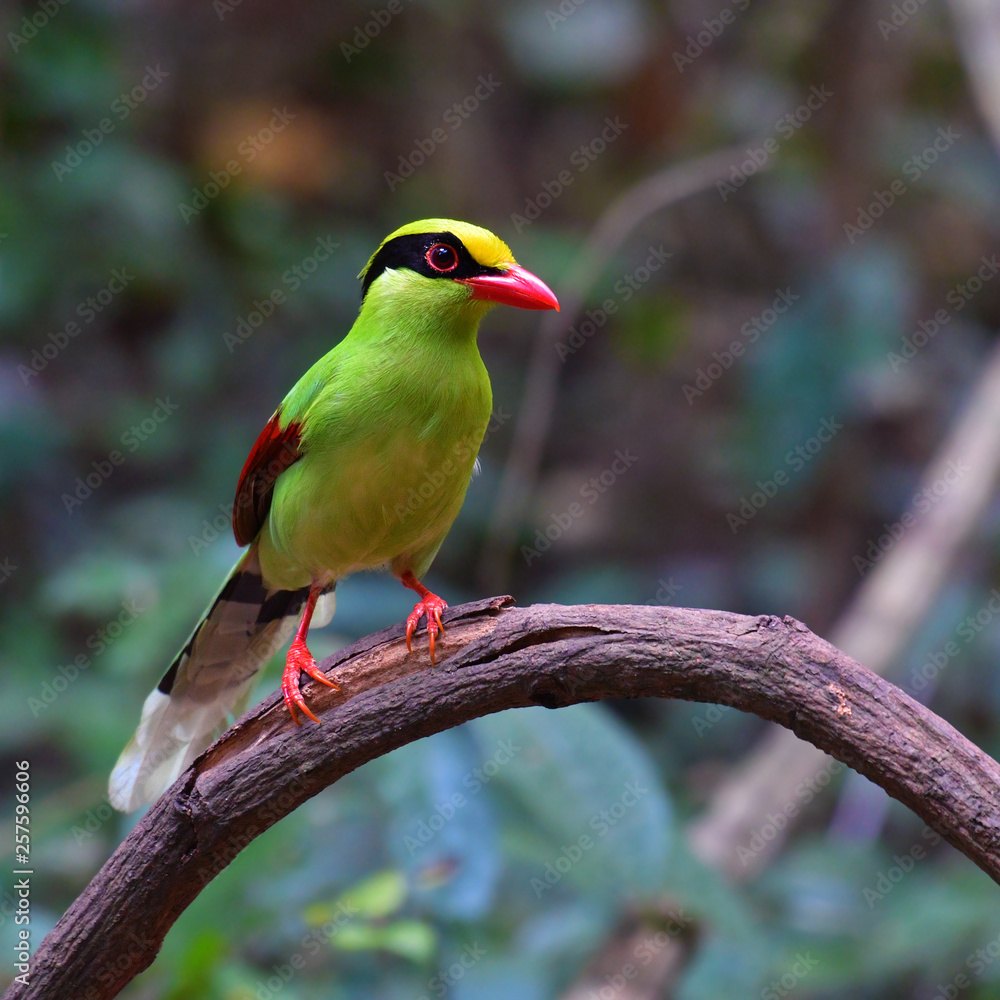 Fototapeta premium Common green magpie Bird