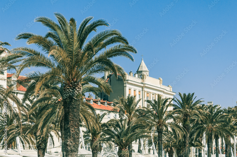 Palm Trees on Split Riva (Promenade) - Croatia