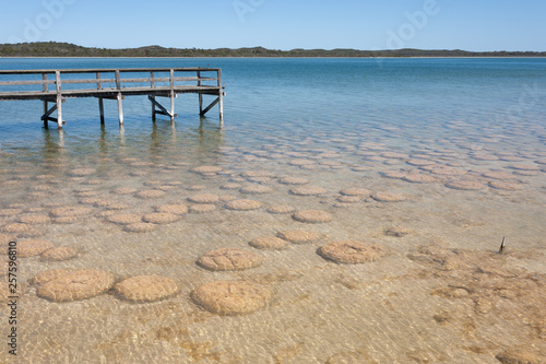 Lake Clifton thrombolites in Western Australia's Peel region, off Old Coast Road, between Mandurah and Bunbury photo