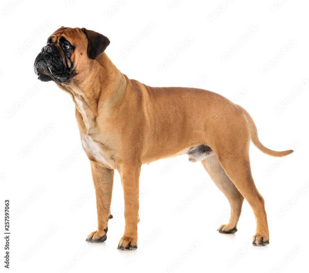 Obraz premium bullmastiff in studio
