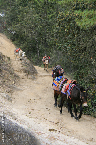 Horses in the countryside around Paro (Bhutan)