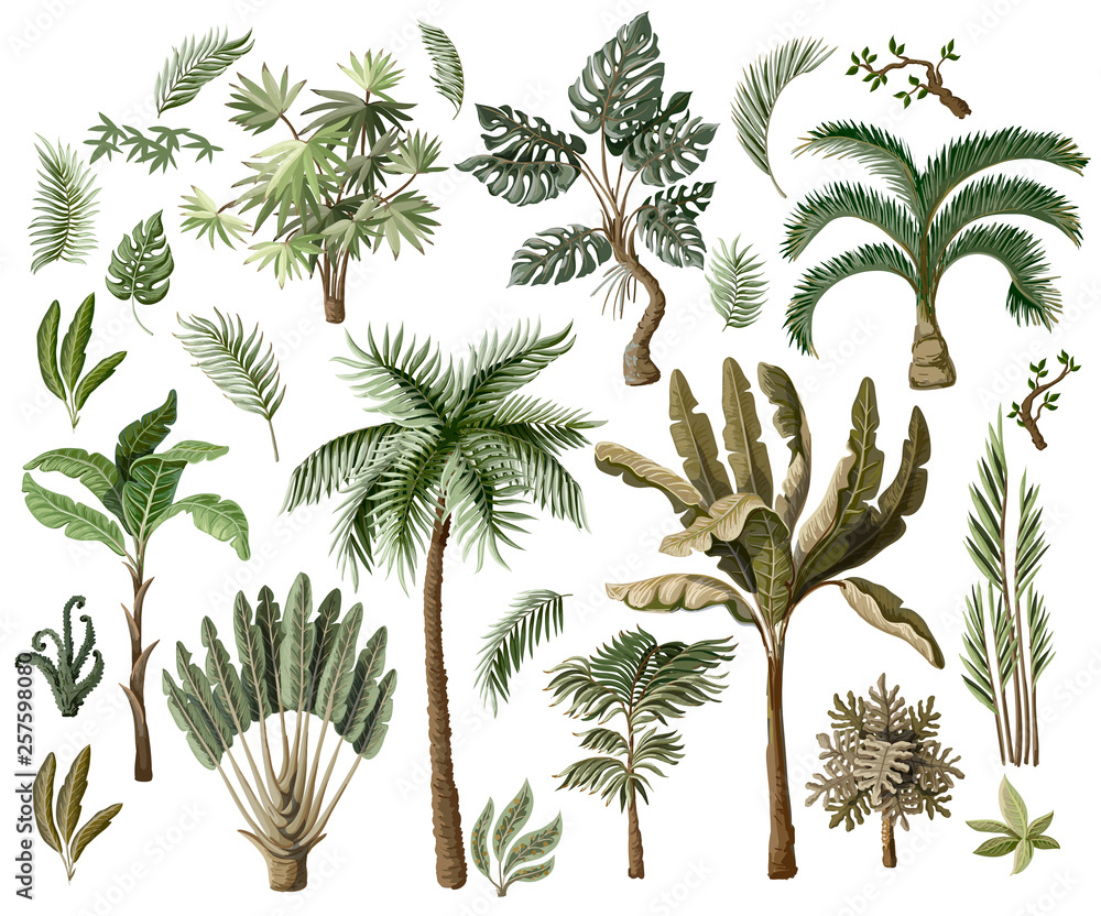 Fototapeta Tropical tree elements such as palm, banana, monstera and other isolated. Vector.