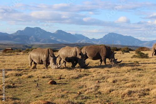 Rhinoceros in the Wild of South Africa