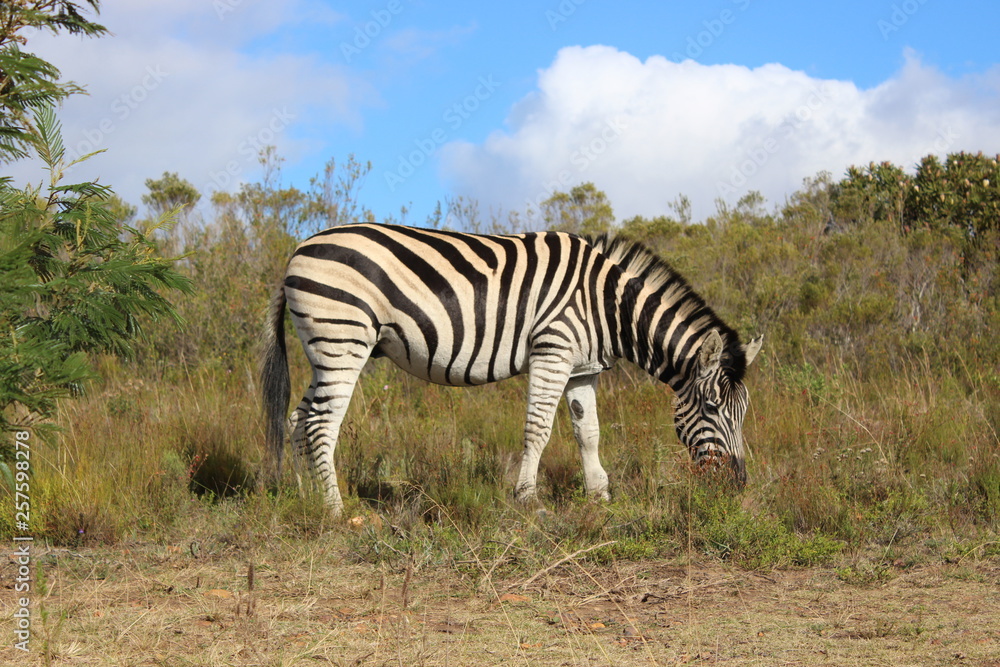 Obraz premium Zebra Eatind Side View