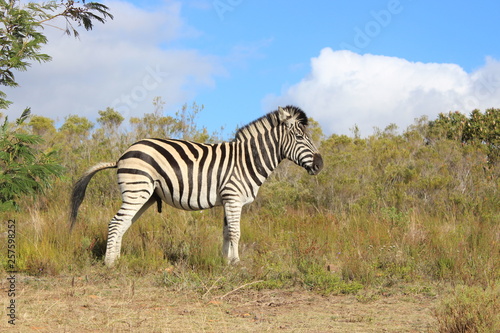 Zebra Standing Side View