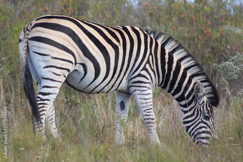 African Zebra Eating