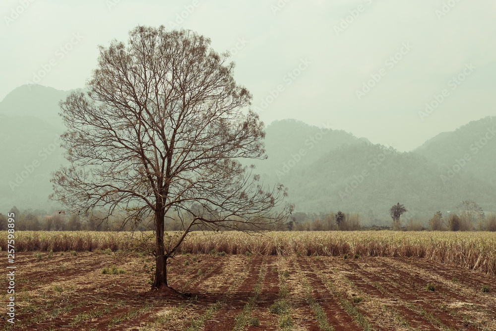 lonely dry tree in field