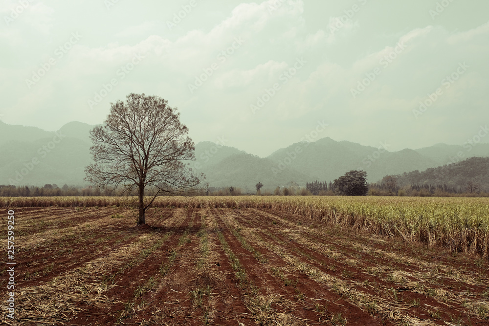 lonely dry tree in field