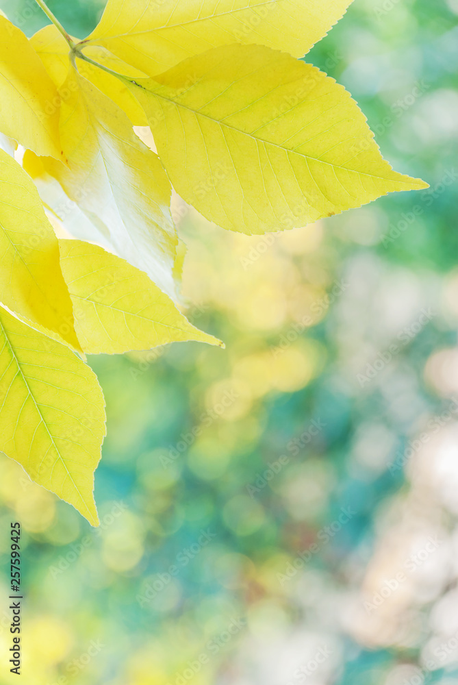 Autumn vertical wallpaper Autumn vertical wallpaper