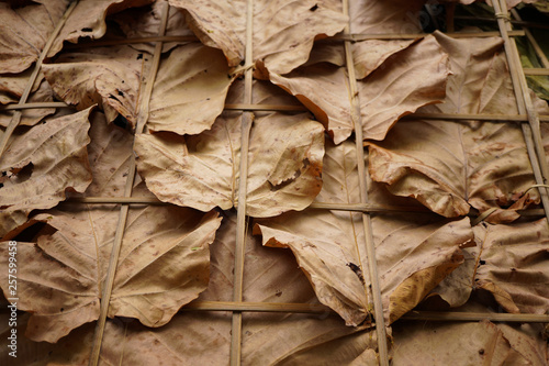 Dry leaf texture abstract background.