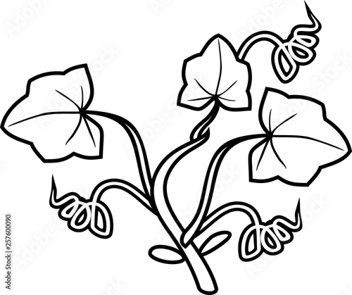 Coloring page with general view of seedling of pumpkin plant isolated on white background