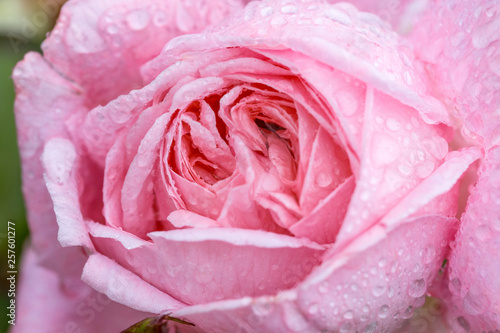 Beautiful pink roses flowers close up. Tinted effect