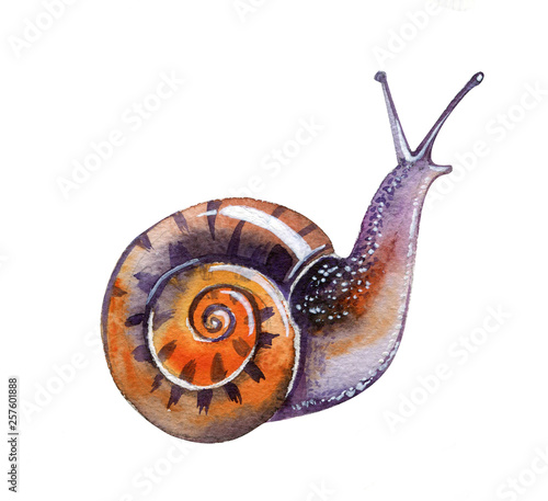 Snail  exotic realistic watercolor illustration isolated on white. Watercolor snail.