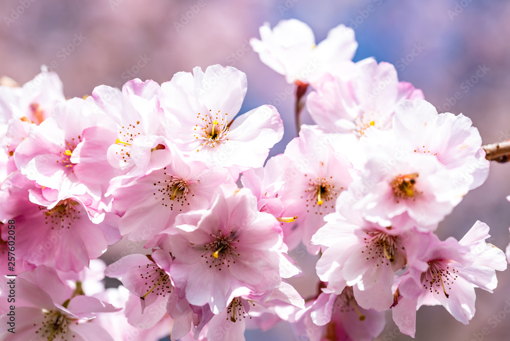 Kirschbaum Blüten rosa, Makro