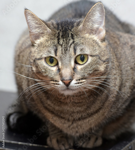 sad tabby cat in the shelter photo