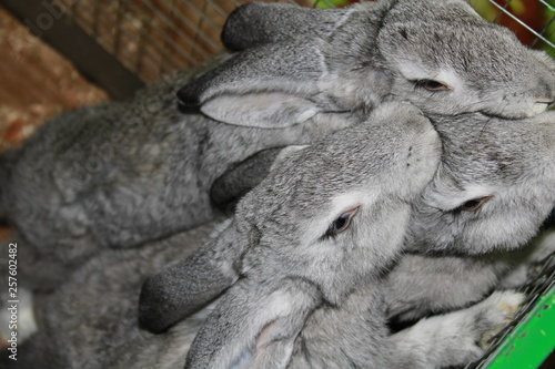 A LOT OF BIG GRAY RABBIT IS REACHING FOR FOOD