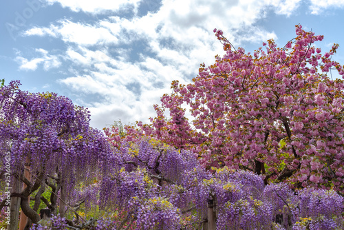 Beautiful full bloom of Purple pink wisteria blossom trees and double cherry blossoms flowers in springtime sunny day at Ashikaga Flower Park, Tochigi prefecture, Famous travel destination in Japan