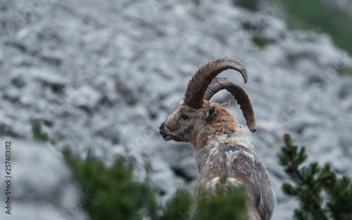Capricorn, (Capra ibex)   Steinbock © Rudi REINER