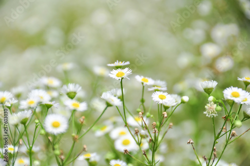 daisy flowers in field
