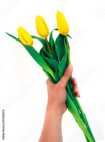 Woman hand holding bouquet of three yellow delicate tulip flower  isolated on white background. Spring holiday present concept.