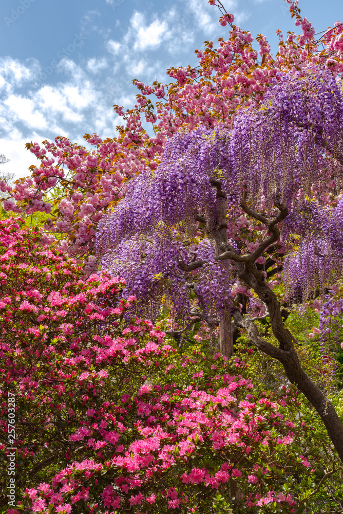 Beautiful full bloom of Wisteria blossom trees, Double cherry blossoms and Indian Azaleas ( Rhododendron simsii ) flowers in springtime sunny day at Ashikaga Flower Park, Tochigi prefecture, Japan