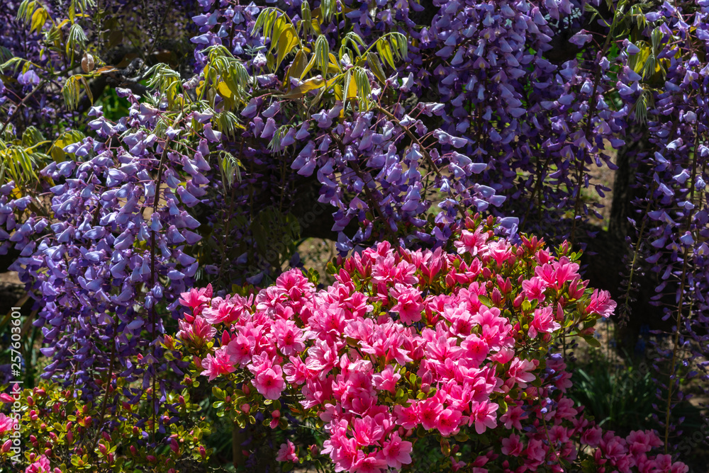 Obraz premium Beautiful full bloom of Wisteria blossom trees, Double cherry blossoms and Indian Azaleas ( Rhododendron simsii ) flowers in springtime sunny day at Ashikaga Flower Park, Tochigi prefecture, Japan
