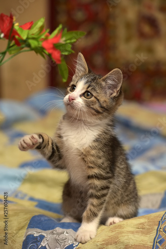 Striped with white kitten and flower photo