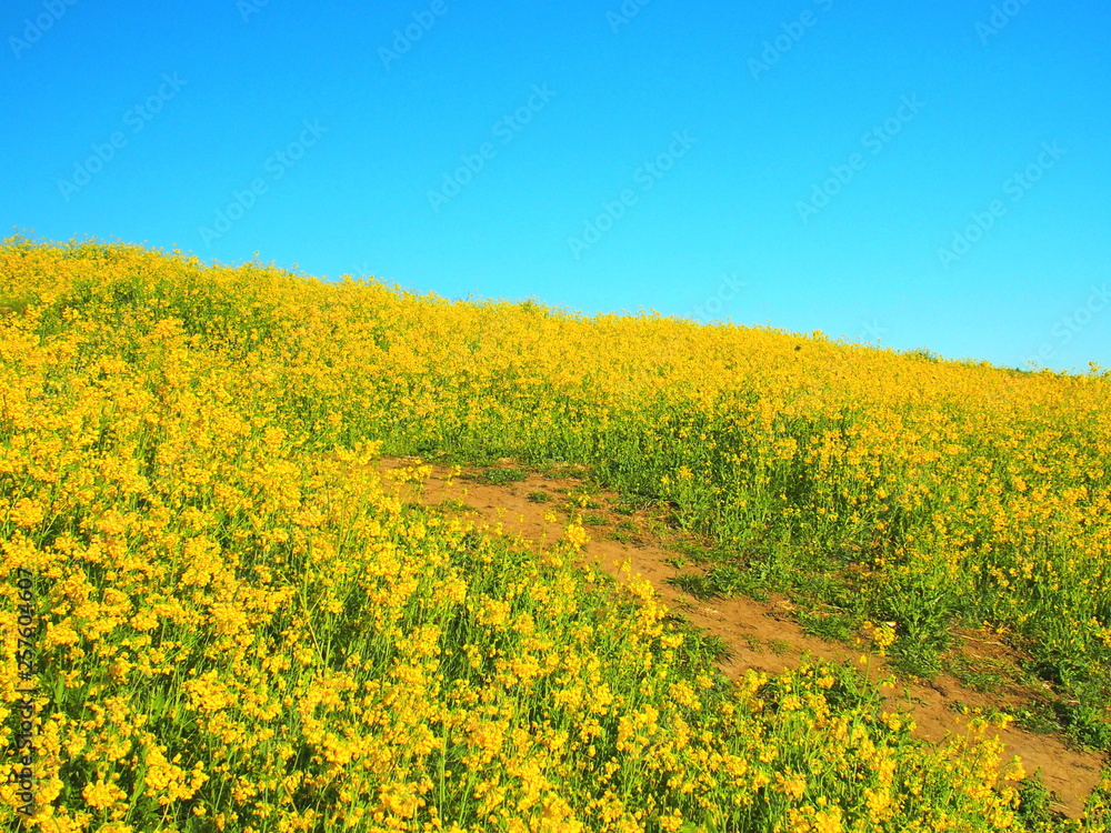 Obraz premium 菜の花咲く土手と小道