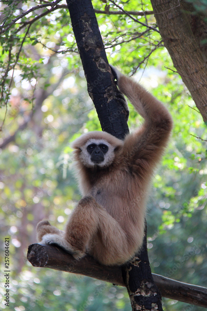 Naklejka premium Gibbon