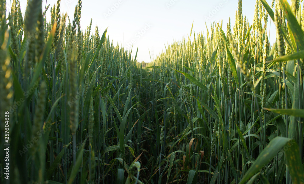 Obraz premium Green wheat field. Spica of wheat. Green background.