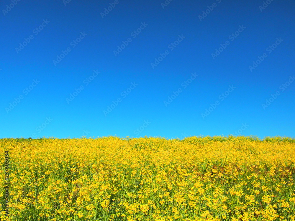 土手に咲く菜の花と青空