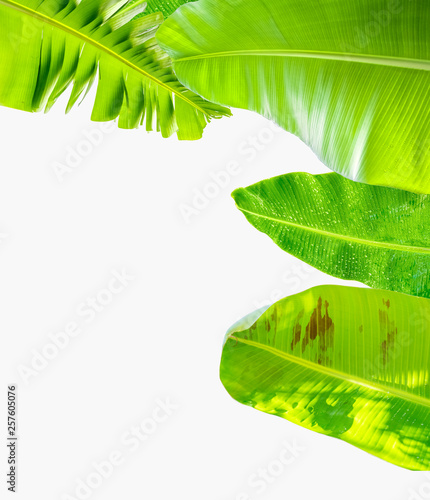 Bordure de feuilles de bananier 