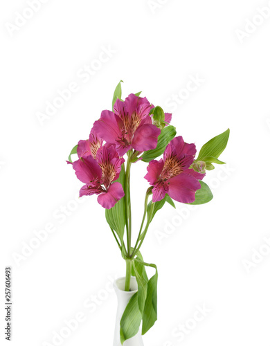 Alstroemeria bud with leaves isolated on white background