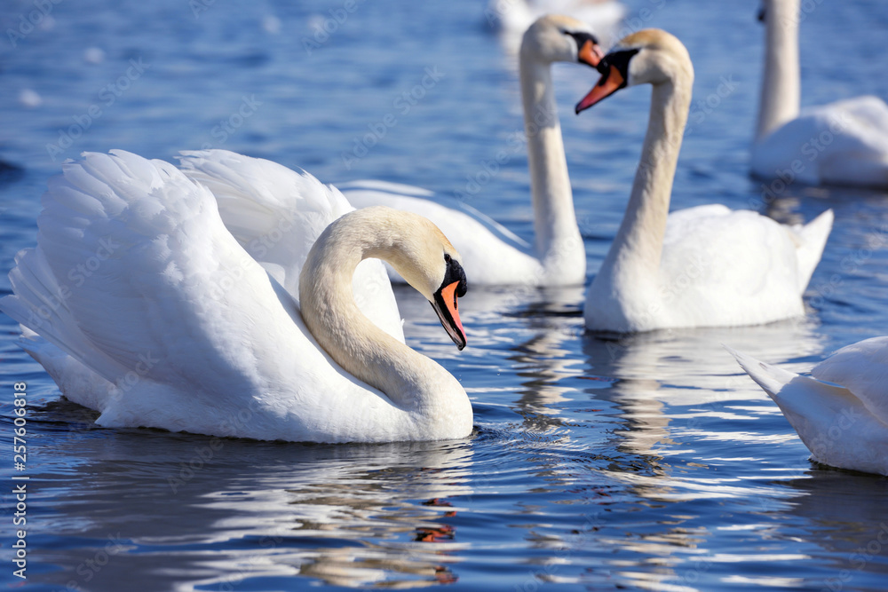Fototapeta Beautiful swans (Cygnus olor) swim in blue water. Swans are reflected in the water, selective focus
