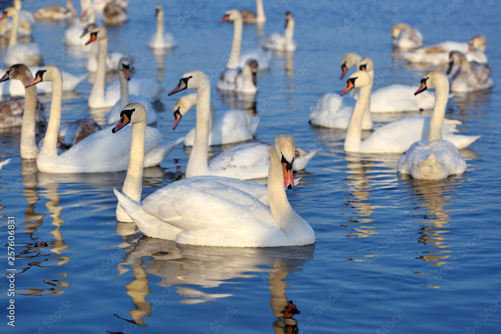 Beautiful swans (Cygnus olor) on blue lake in sunny day. Swans are reflected in the water, selective focus Beautiful swans (Cygnus olor) on blue lake in sunny day. Swans are reflected in the water, selective focus