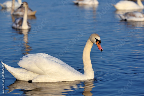 White swan  Cygnus olor  on blue lake in sunny day