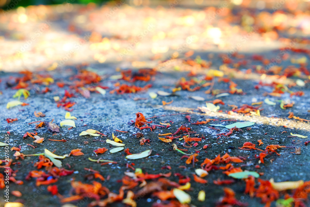 Obraz premium Fresh red pollen and petal falling on the ground