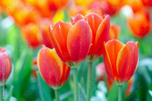 Tulip flower with green leaf background in tulip field at winter or spring day for postcard beauty decoration and agriculture concept design.