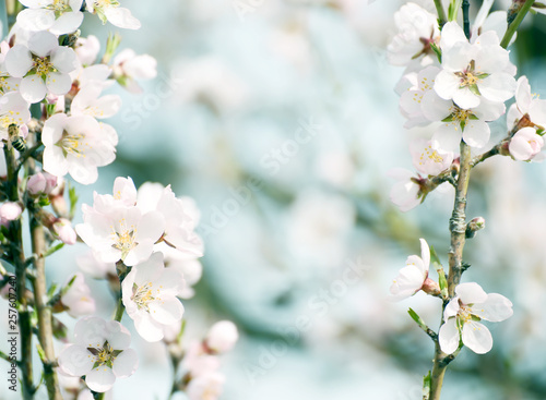 Beautiful tender flowers of almond tree in spring.