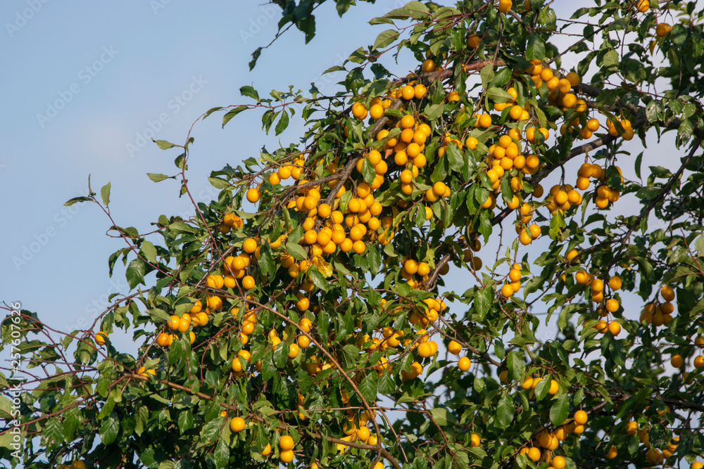 mirabelle plums mirabelle plums