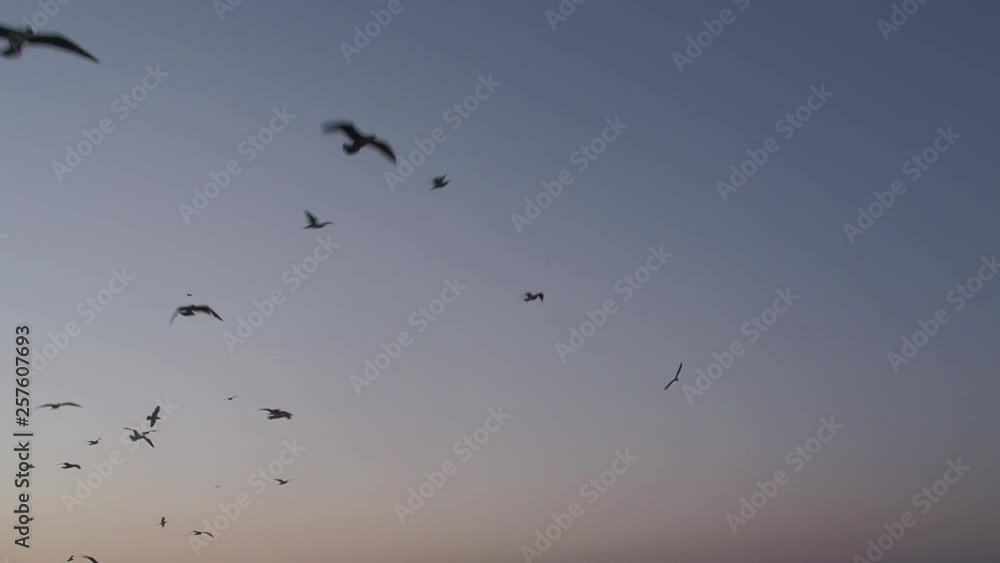 Birds above the fishing port of Essaouira, on Morocco's Atlantic coast. Birds above the fishing port of Essaouira, on Morocco's Atlantic coast.