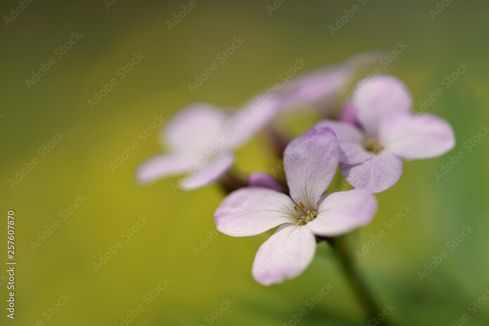 Lunaria rediviva, known as perennial honesty Lunaria rediviva, known as perennial honesty