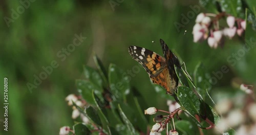 Painted Lady Butterfly medium rear view resting on flower wings up
