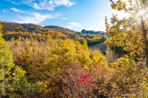 Fototapeta Naklejka Na Ścianę i Meble -  The Cesane forest in the Marche region of Italy between Pesaro and Urbino. Autumn colors.